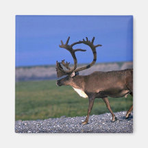 Caribou bull fridge magnet