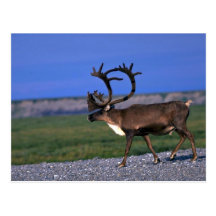 Caribou bull post cards