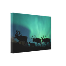 Caribou Canvas Prints