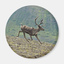 Caribou deer running on a hill in alaska fridge magnet