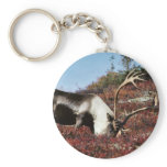 Caribou feeding keychains