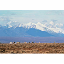 Caribou on Brooks Range, Arctic National Wildlife Acrylic Cut Outs