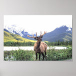 Caribou