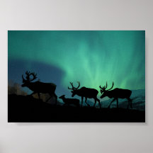 Caribou Posters