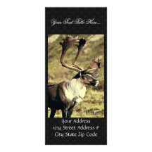 Caribou Rack Card Template