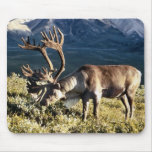 Caribou / Reindeer Lovers mousepads