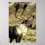 Caribou / Reindeer Wildlife Lover posters
