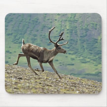 Caribou running in Aniakchak Caldera, Alaska Mouse Pad