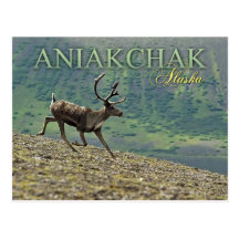 Caribou running in Aniakchak Caldera, Alaska Postcards