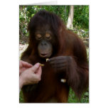 Caring for Redhead Animal Orphans cards