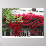 Carmel in bloom posters