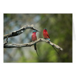 Carmine bee-eaters card