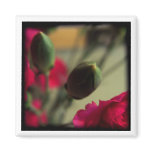 carnation buds magnets