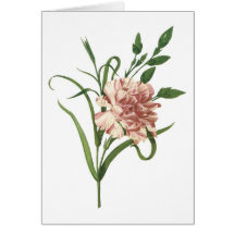 Carnation Cards
