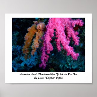 Carnation Coral Print print
