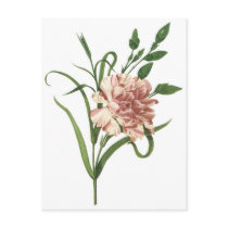 Carnation Postcards
