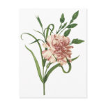 Carnation postcards