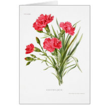 Carnation 'Queen' Greeting Cards