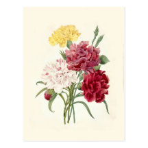 Carnations by Pierre-Joseph Redouté Post Cards