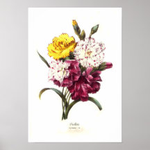 Carnations Poster