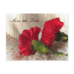 Carnations Save the Date postcards