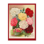 Carnations Vintage Seed Packet Art on Cards postcards