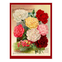 Carnations Vintage Seed Packet Art on Cards Postcard