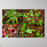 Carnivorous Plants Posters
