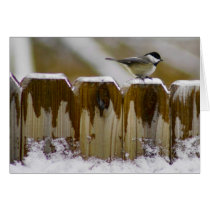 Carolina Chickadee Greeting Card