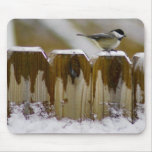 Carolina Chickadee mousepads