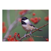 Carolina Chickadee