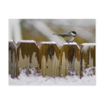 Carolina Chickadee Post Cards