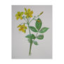 Carolina Jasmine Postcards