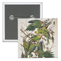 Carolina Parakeet, from 'Birds of America', 1829 Pinback Buttons