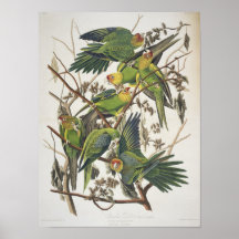 Carolina Parakeet, from 'Birds of America', 1829 Poster