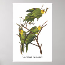 Carolina Parakeet, John Audubon Print
