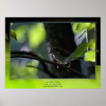 Carolina Wren at Dusk Poster