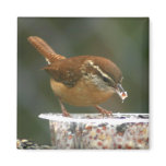 Carolina Wren Refrigerator Magnet