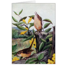 Carolina Wrens and Yellow Jessamine Greeting Card