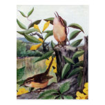 Carolina Wrens and Yellow Jessamine Post Cards