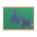carp postcards