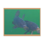 carp postcards