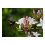 Carpenter Bee Greeting Cards