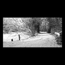 carpet of snow photo cards