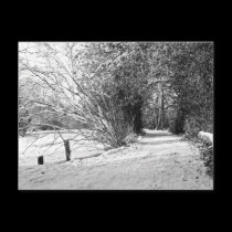 carpet of snow postcards