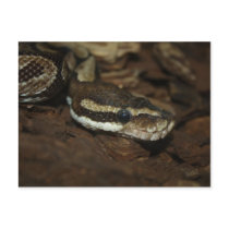 Carpet python post card