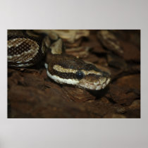 Carpet python posters