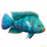 Carpintis Texas Cichlid Fish Ornament photo sculptures