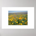 Carrizo Wildflowers posters