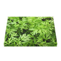 Carrot Tops Canvas Print